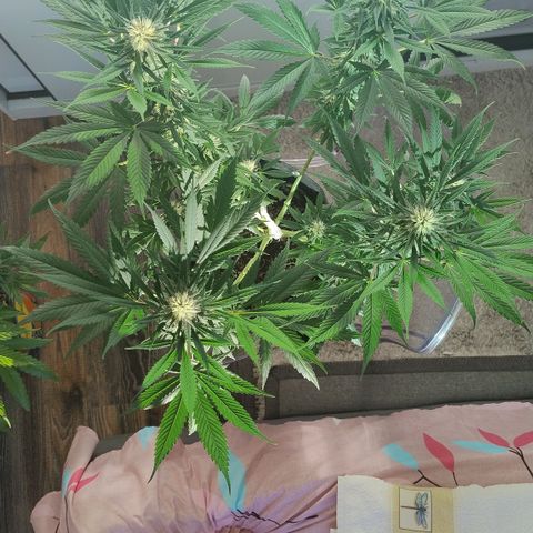 Substantiva 1 growlog timeline photo