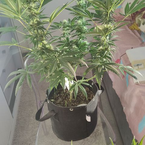 Substantiva 1 growlog timeline photo