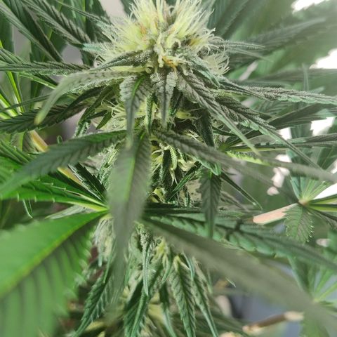 Substantiva 1 growlog timeline photo