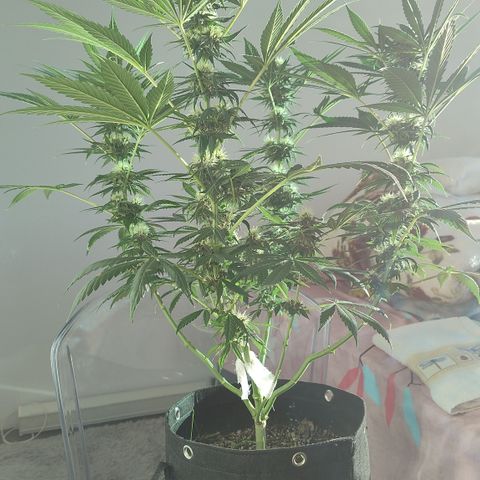 Substantiva 1 growlog timeline photo