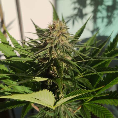Adjetiva growlog timeline photo