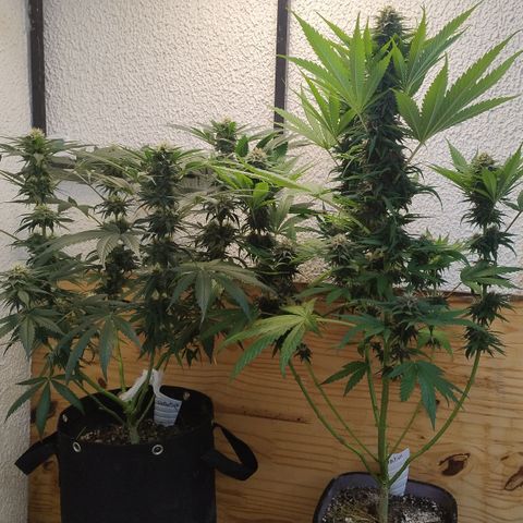 Substantiva 1 growlog timeline photo