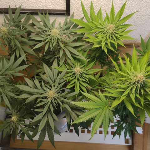 Substantiva 1 growlog timeline photo