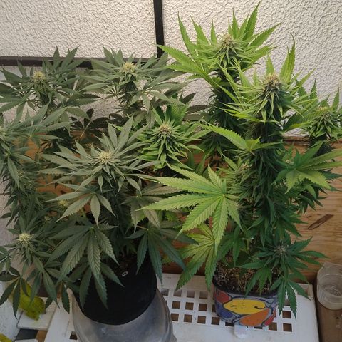 Substantiva 1 growlog timeline photo