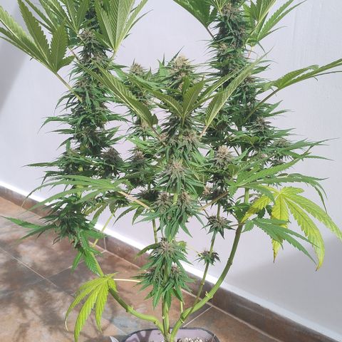 Adjetiva growlog timeline photo