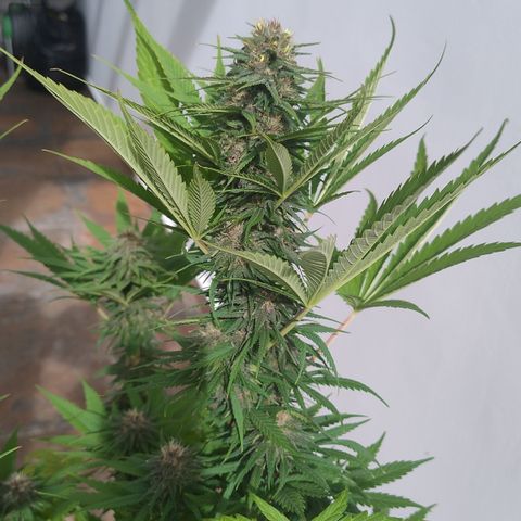 Adjetiva growlog timeline photo