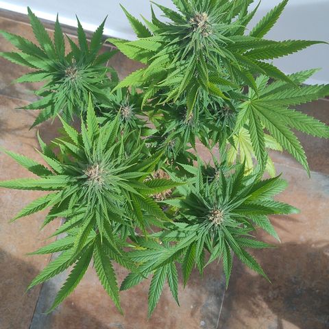 Adjetiva growlog timeline photo