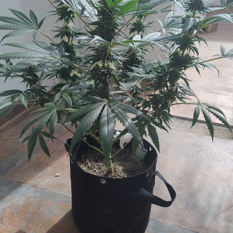 Substantiva 1 growlog timeline photo