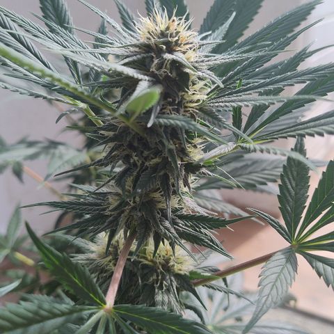 Substantiva 1 growlog timeline photo