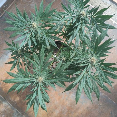 Substantiva 1 growlog timeline photo