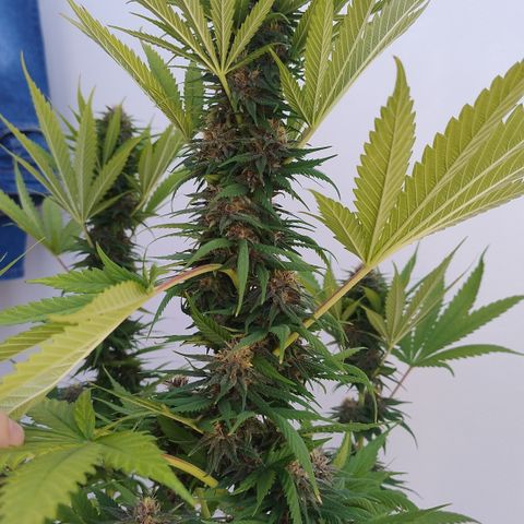 Adjetiva growlog timeline photo