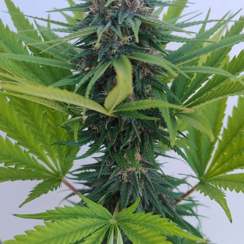 Adjetiva growlog timeline photo