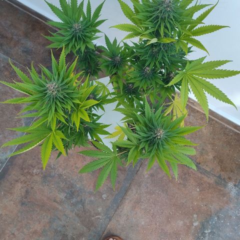 Adjetiva growlog timeline photo