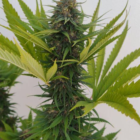 Adjetiva growlog timeline photo