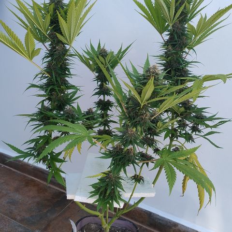 Adjetiva growlog timeline photo