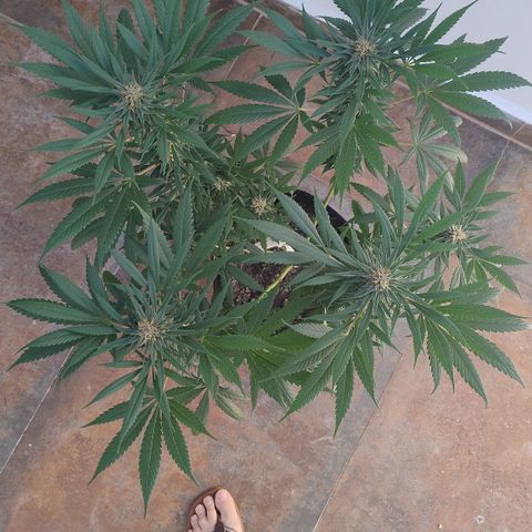 Substantiva 1 growlog timeline photo