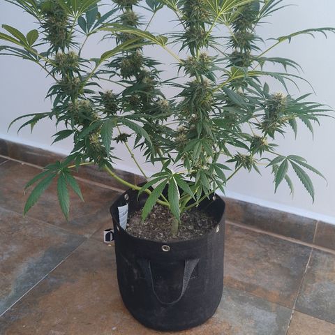 Substantiva 1 growlog timeline photo