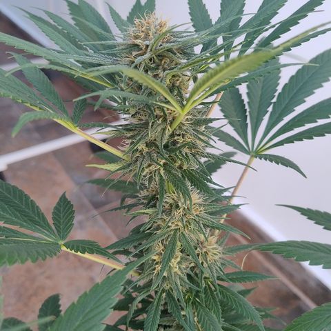 Substantiva 1 growlog timeline photo