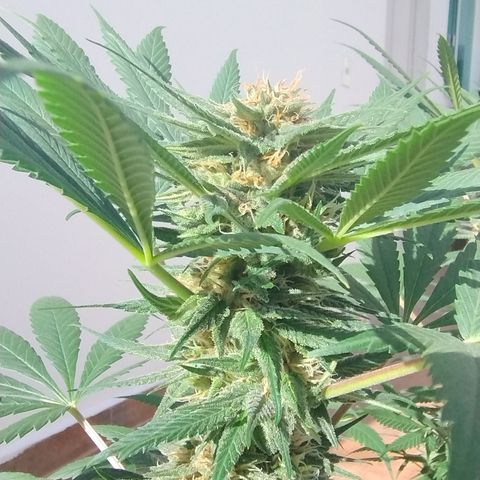 Substantiva 1 growlog timeline photo