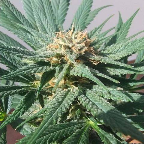 Substantiva 1 growlog timeline photo