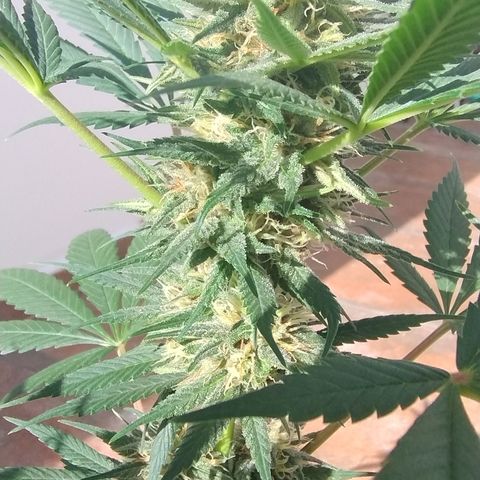 Substantiva 1 growlog timeline photo