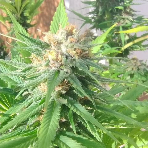Adjetiva growlog timeline photo