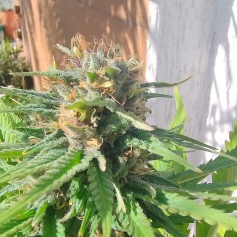Adjetiva growlog timeline photo