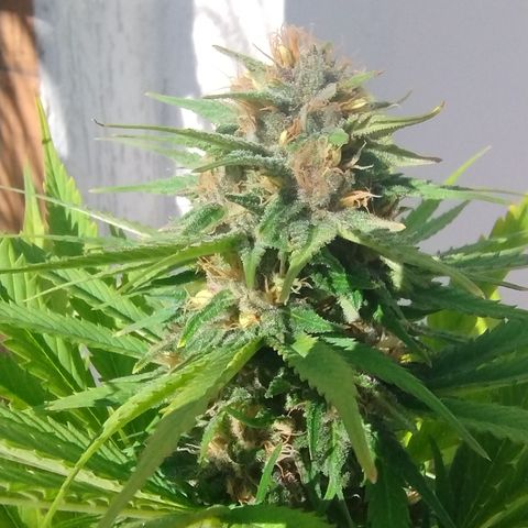 Adjetiva growlog timeline photo