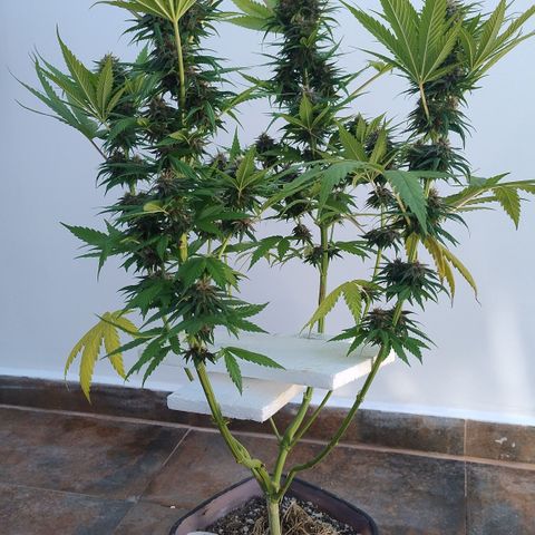 Adjetiva growlog timeline photo