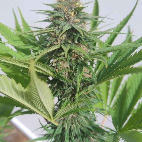 Adjetiva growlog timeline photo