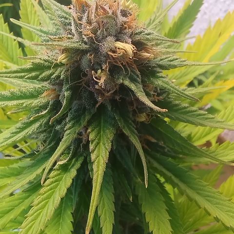 Adjetiva growlog photo: Bananinhas