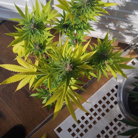 Adjetiva growlog timeline photo