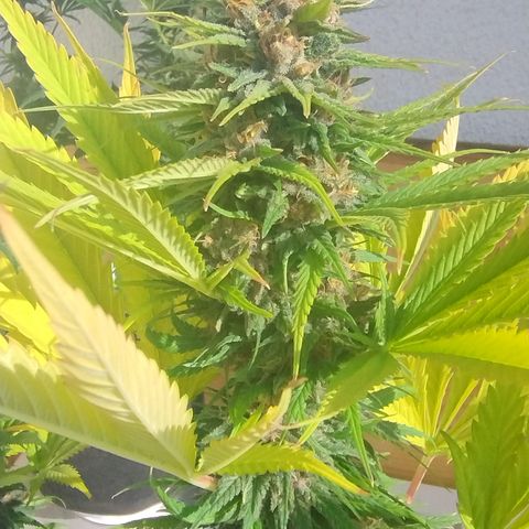 Adjetiva growlog timeline photo