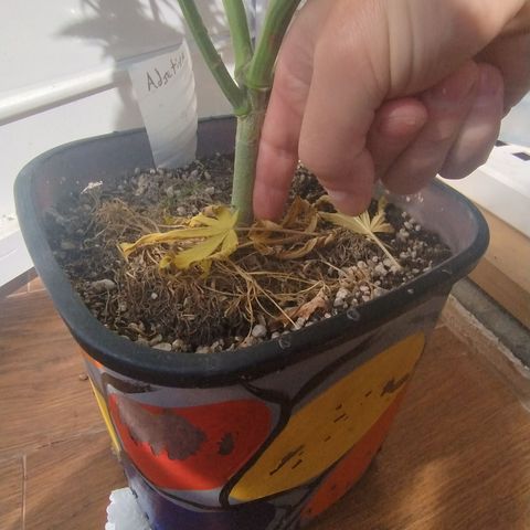 Adjetiva growlog timeline photo