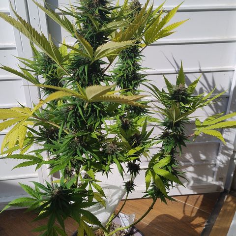 Adjetiva growlog timeline photo