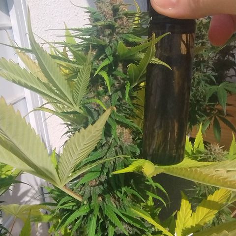 Adjetiva growlog timeline photo