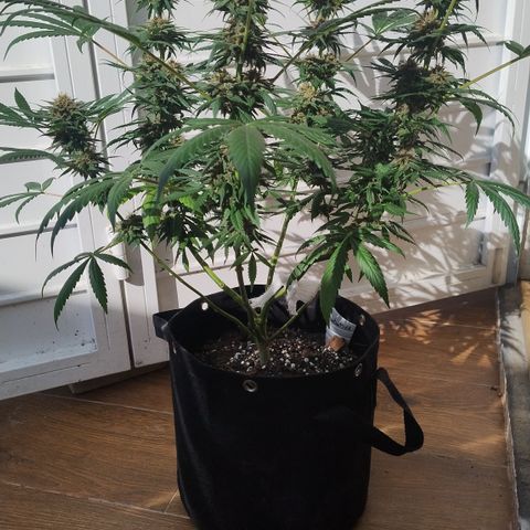 Substantiva 1 growlog timeline photo
