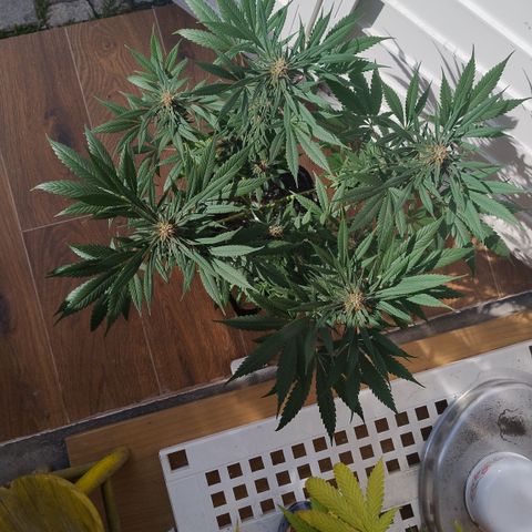 Substantiva 1 growlog timeline photo