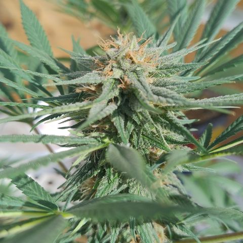Substantiva 1 growlog timeline photo