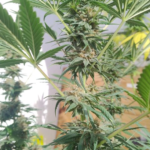Substantiva 1 growlog timeline photo