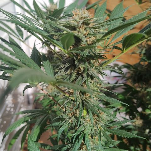 Substantiva 1 growlog timeline photo