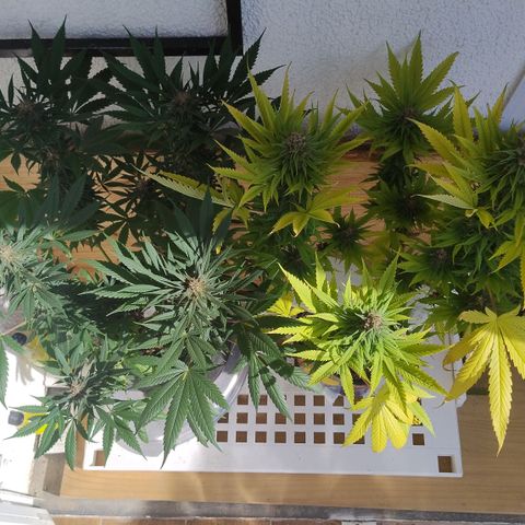 Substantiva 1 growlog timeline photo