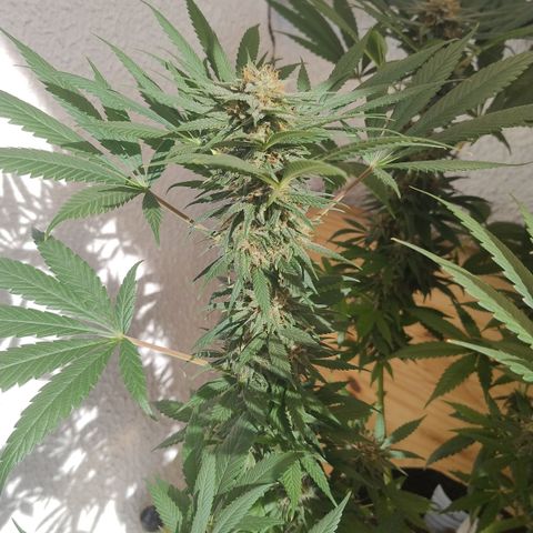 Substantiva 1 growlog timeline photo