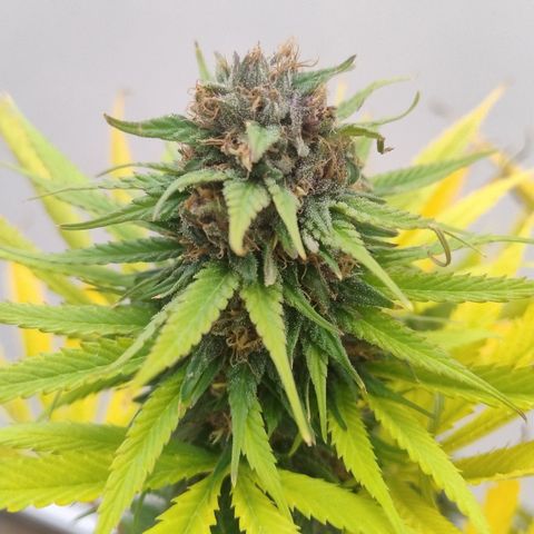 Adjetiva growlog timeline photo