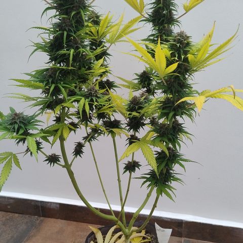 Adjetiva growlog timeline photo