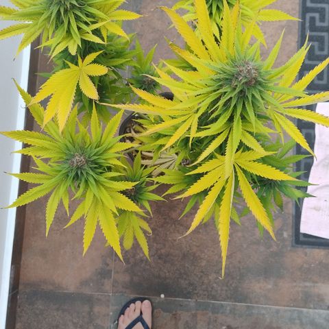 Adjetiva growlog timeline photo