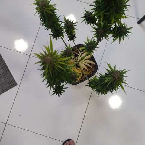 Adjetiva growlog timeline photo