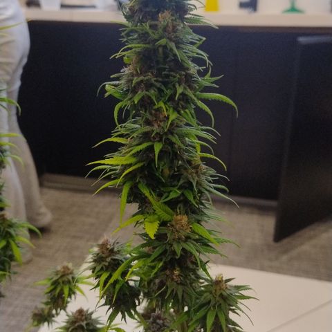 Adjetiva growlog timeline photo
