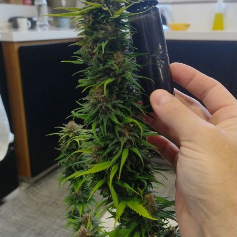 Adjetiva growlog timeline photo