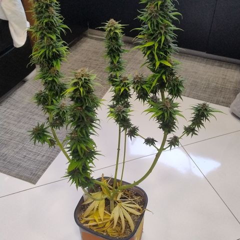 Adjetiva growlog timeline photo